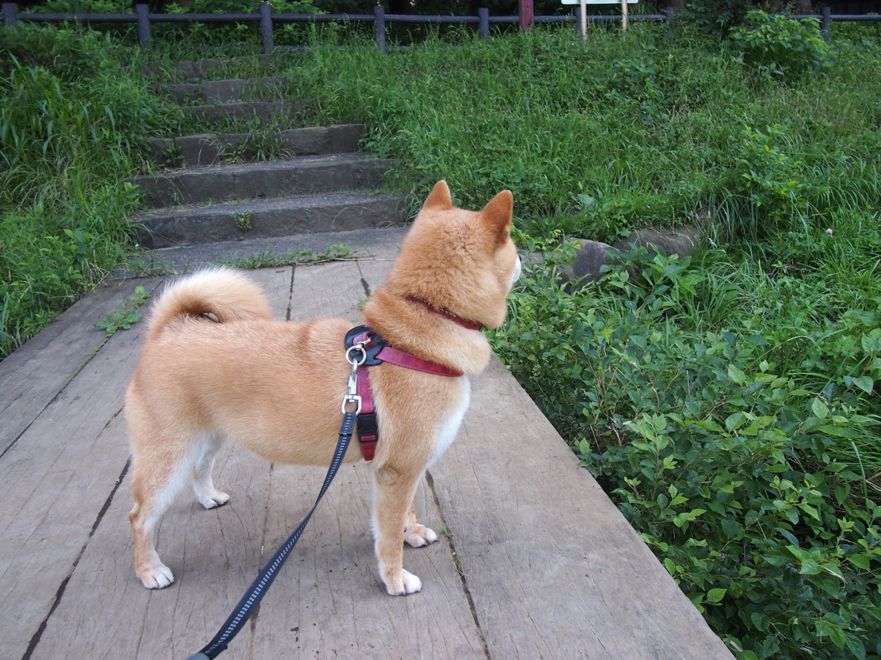 开云网页版-马德里竞技强压哥斯达黎加，格纳布里成为关键先生